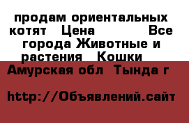 продам ориентальных котят › Цена ­ 5 000 - Все города Животные и растения » Кошки   . Амурская обл.,Тында г.